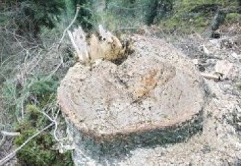 Леса Кыргызстана стремительно сокращаются