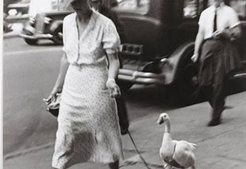 Синдром утенка: какую пользу приносят новые впечатления