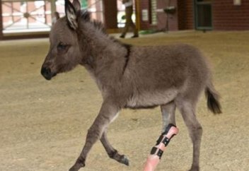 Мусульманин создает протезы для искалеченных животных