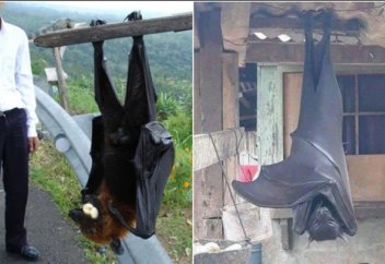 Не так страшен, как его малюют: гривастый ацеродон – милейшее существо