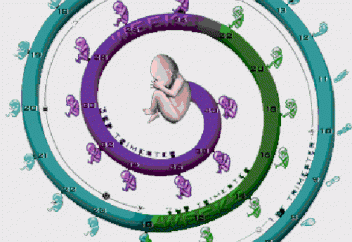 Ғалымдар «жүктілік кезінде дамуды уақытша үзіліске қоя тұратын» тәсілді ойлап тапты