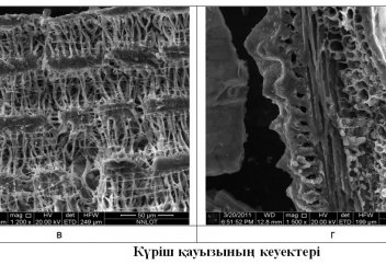Ғалымдар күріш қауызынан арболит жасауға болатынын айтты