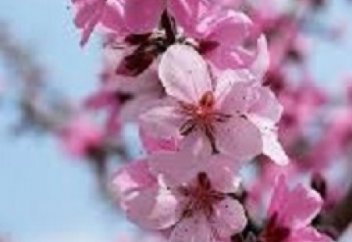 Весна в Лондоне. 2020