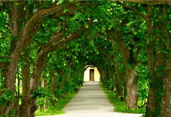 В рай за 20 тысяч дирхемов