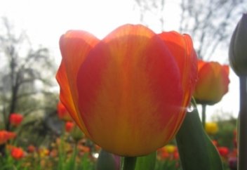 Қауышады екен бәрібір тең-теңі...