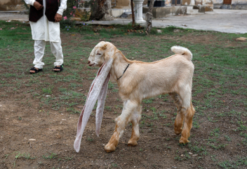 Удивительный козленок изменил жизнь пакистанской семьи (видео)