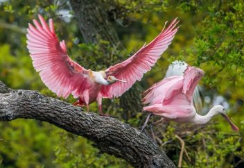 Қызыл киінген адам қызыл киінген сыңарын көріп қалды (видео)