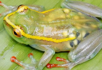 11 почти невидимых созданий (уникальная фото)