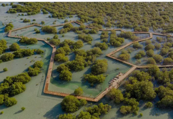 Бір Әбу-Дабидің өзінде 44 млн мангр ағашы отырғызылды