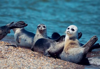 Каспий теңізіндегі итбалыққа көз тіккендер көбейіп барады