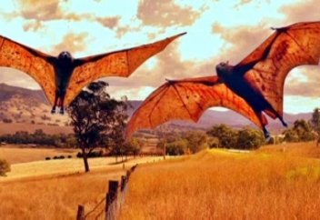 Жануарлар әлемі: Австралияның Бейтмен-Бей қаласын ұшатын түлкілер басты (видео)