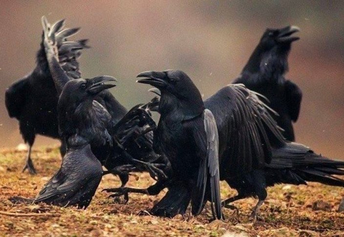 В Испании обидчики животных будут получать до трех лет тюрьмы