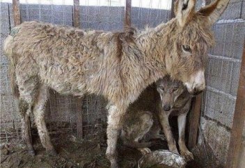 Нет на Земле более жестокого животного, чем человек…