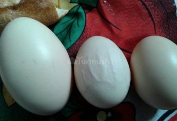 Яйцо с надписью «Аллах» снесла курица в Киргизии