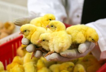 Өсімтал, етті тауық тұқымы шығарылды