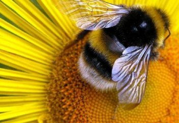 Аралардың иммунитеті нығайтылатын болды. Қалай?