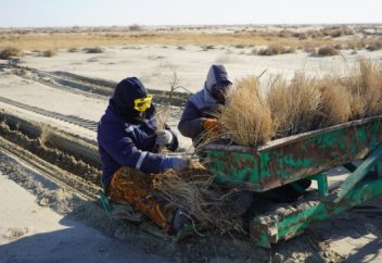 Оңтүстік Корея тартылған Арал теңізіне сексеуіл егу үшін $1,7 млн жұмсады