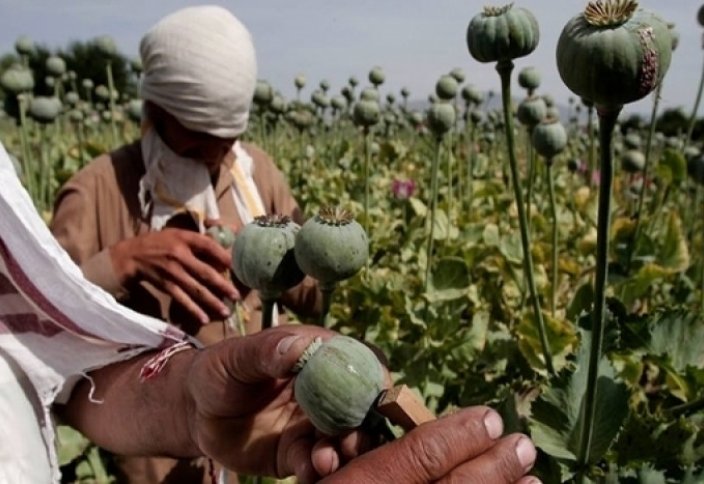 Разное: Иран обвинил США в увеличении производства наркотиков в Афганистане в 50 раз