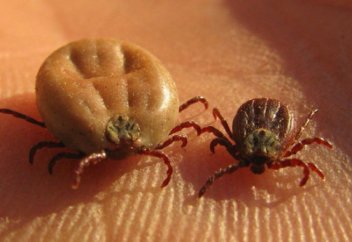 Врач рассказала, как распознать укус энцефалитного клеща