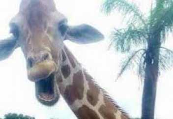 Жануарлар әлемі: Ирландық туристер жирафтың "күлкісін" суретке түсіріп алды