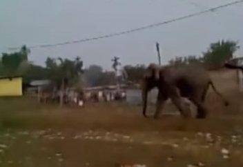 Ашынған піл жүздеген үйді қиратты (ВИДЕО)