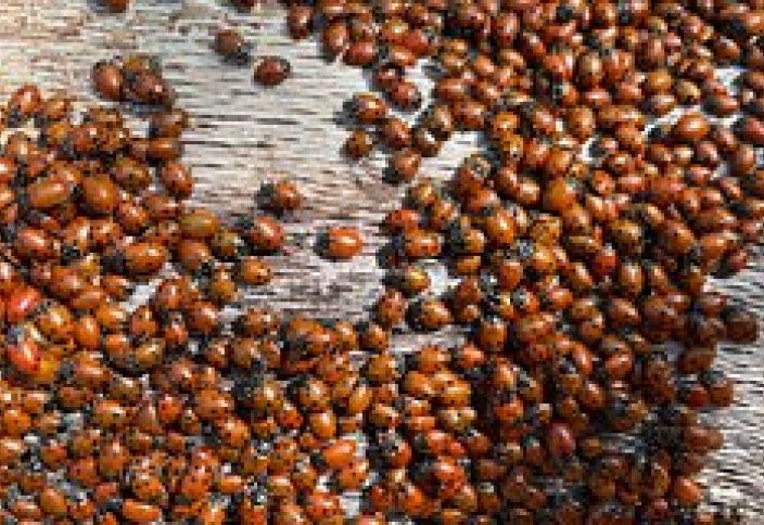 Божьи коровки захватили Британию