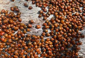 Божьи коровки захватили Британию