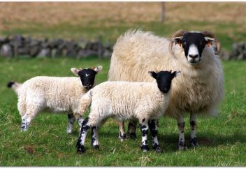 Можно ли продавать шкуру жертвенного животного?