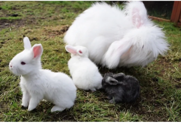 Ангор қояны. Анкара – ангор сөзінен шыққан (фото+видео)