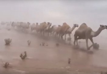 Шөлді сел алды (видео)