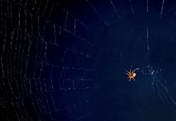 Ашық далада төбеден төнген өрмекші (видео)