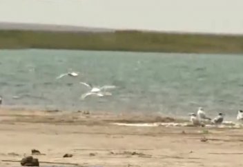 Арал өңіріндегі ең ірі көл тартылып барады (видео)