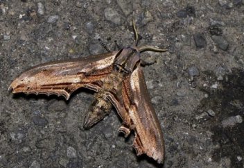 Жануарлар әлемі: Қытайдан алып көбелек табылды (фото, видео)