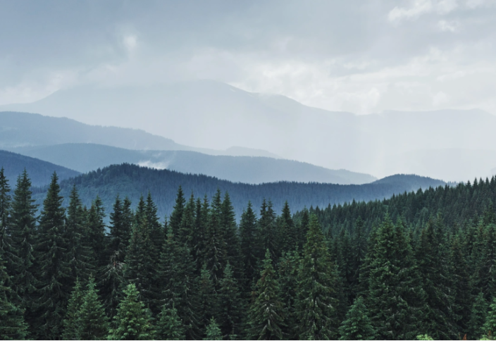 Әлемдегі орман қоры