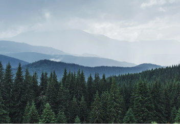 Әлемдегі орман қоры