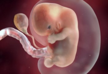 Чудеса Корана: Мышцы и кости