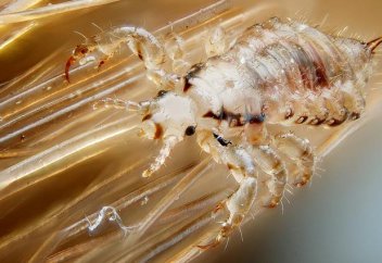 Выяснена связь между потеплением и распространением паразитов