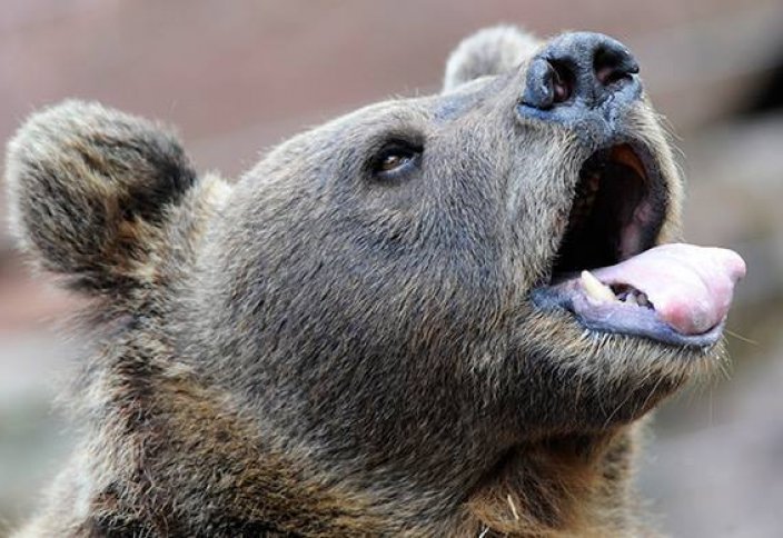 Жануарлар әлемі: Тамаққа тойған аю терезеге кептеліп қалды (ВИДЕО)