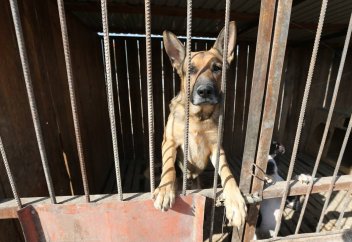 Требования к приютам для животных разработали в Казахстане. Казахстанцам нельзя будет убивать даже комаров, абсурд — эксперт о новом законе по защите животных