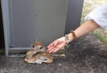 Тастанды күнәсыздар