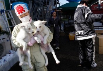 Әлем елдерінде жануарлардың құқығы қалай қорғалған?