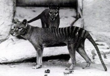 ЖОЙЫЛЫП КЕТКЕН ЖАНУАРЛАР