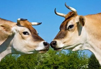 Разное: В Бельгии запретили забой скота по нормам ислама