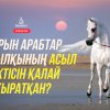 Бұрын арабтар жылқының асыл тұқымдысын қалай анықтаған?
