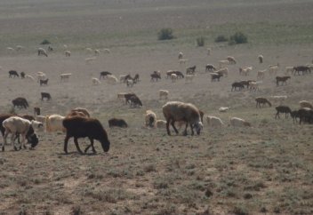 Мал, ақылсыз болсадағы иесінің айқайымен жолына түседі