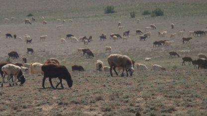 Мал, ақылсыз болсадағы иесінің айқайымен жолына түседі