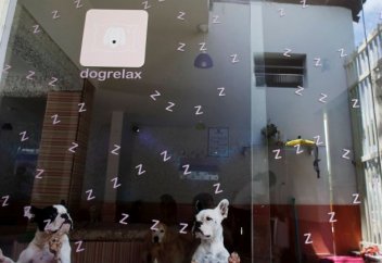 Иттерге арналған балабақша (фото)