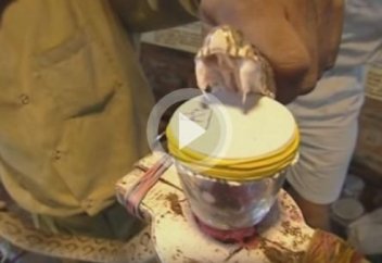 А ТЫ ЗНАЕШЬ, КАК ДЕЙСТВУЕТ ЗМЕИНЫЙ ЯД НА КРОВЬ? (видео)