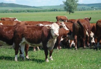 Қазақстанда мал басы мен одан түсетін пайда да көбейіп келеді