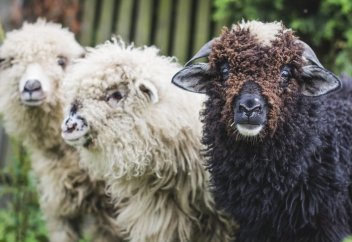 Как Монголия сумела обогнать Казахстан в производстве мяса